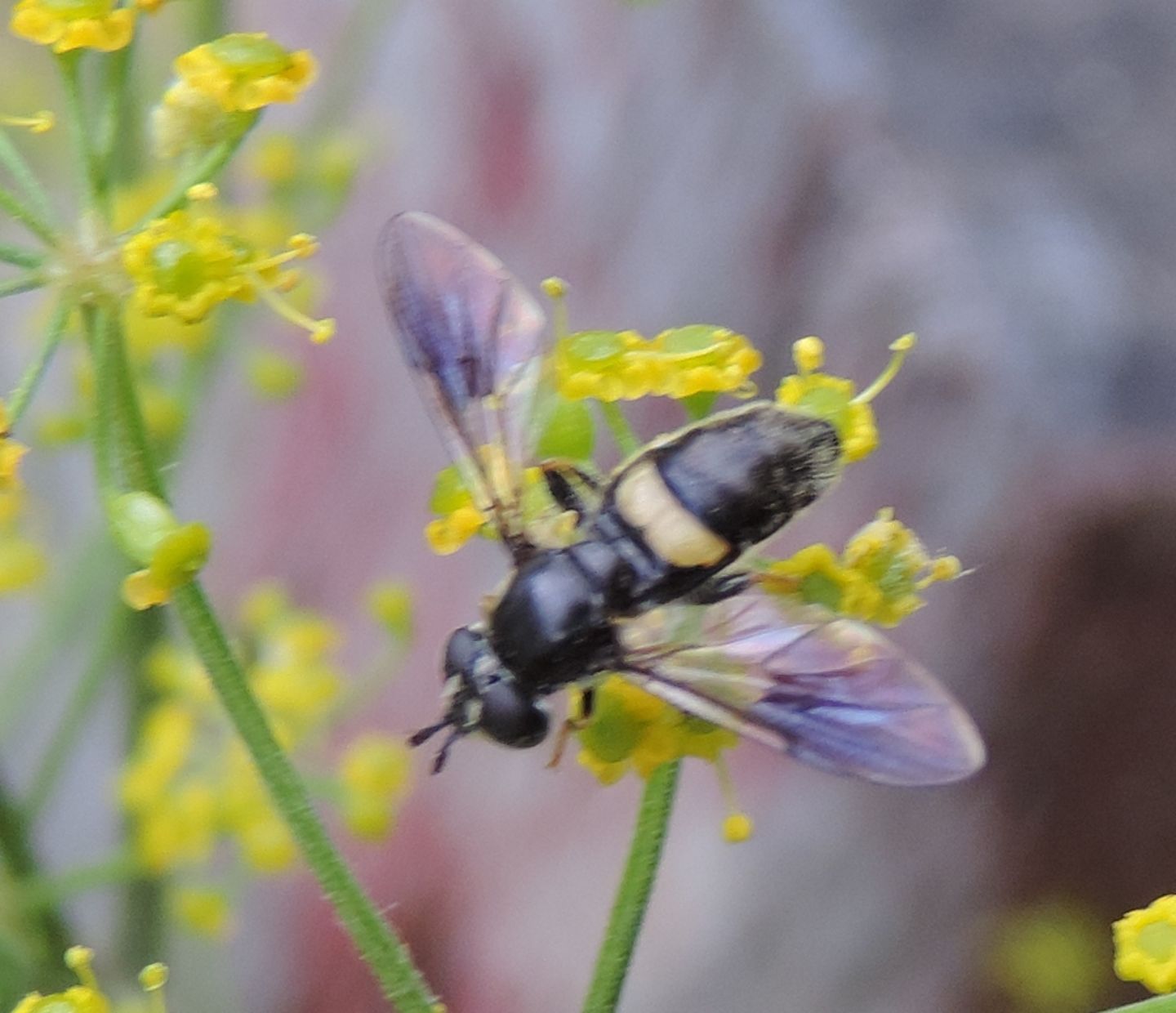 Syrphidae:  Pipiza cfr. festiva