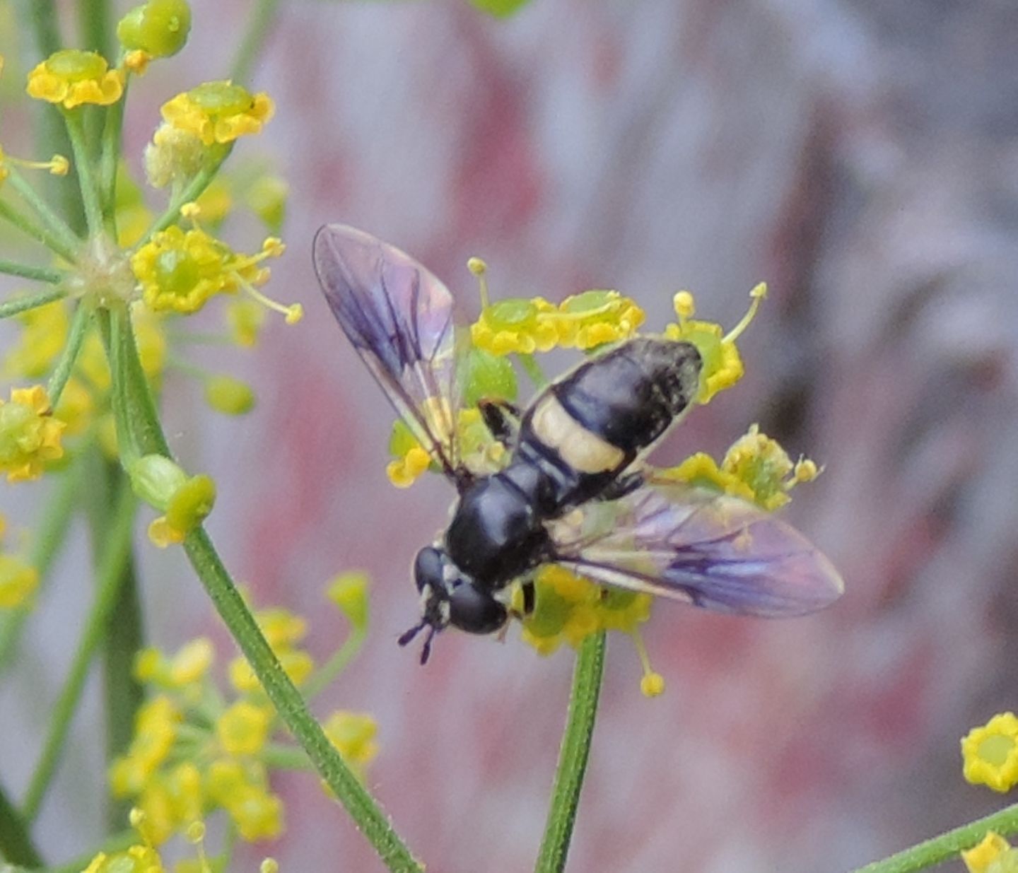 Syrphidae:  Pipiza cfr. festiva