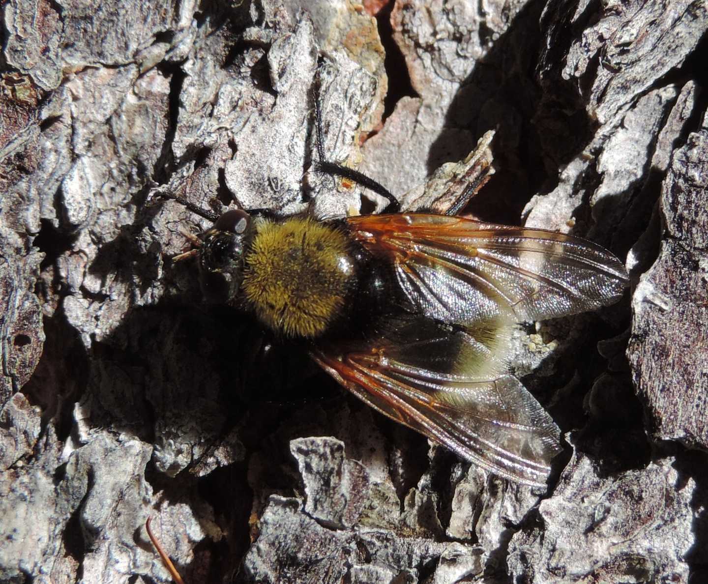Mesembrina mystacea (Muscidae)