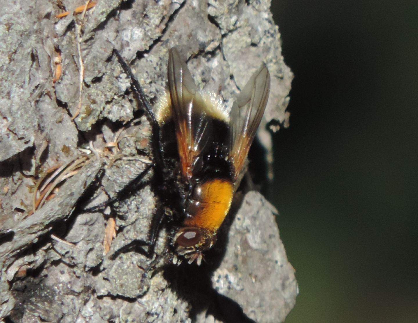 Mesembrina mystacea (Muscidae)
