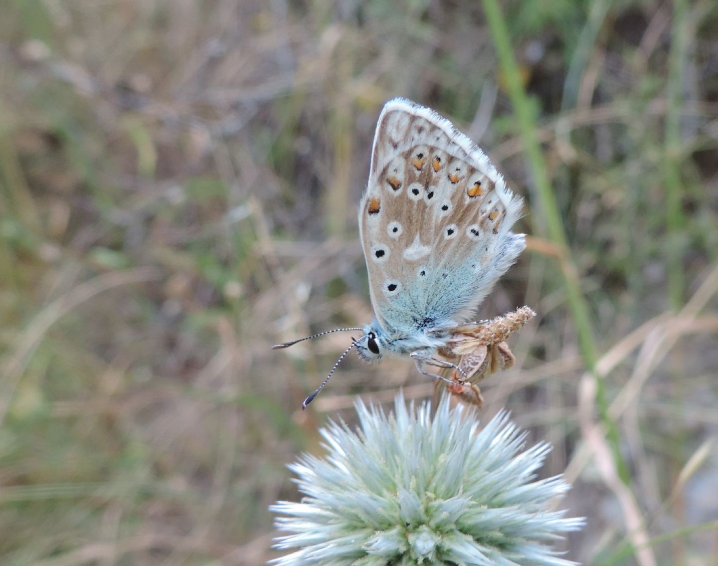 altro Lycaenidae: Polyommatus coridon