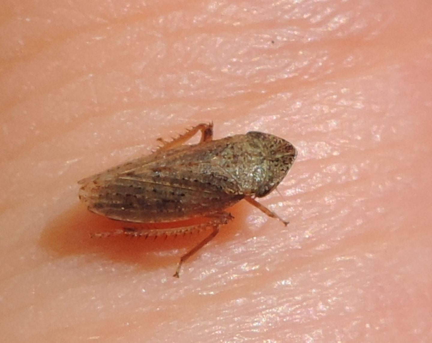 Cicadellida:  Aphrodes sp. ?  Sì !