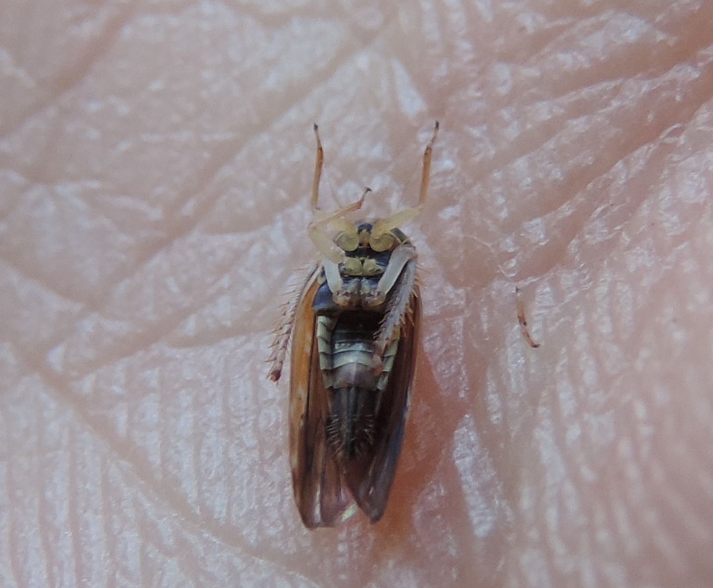 Cicadellidae: Lamprotettix nitidulus?  S !