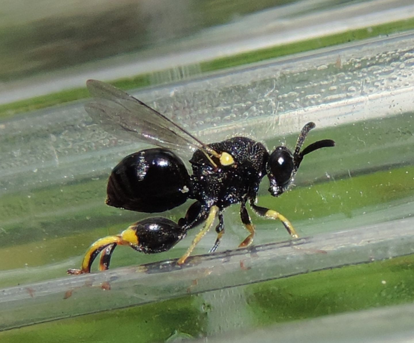 Chalcididae: Brachymeria sp.