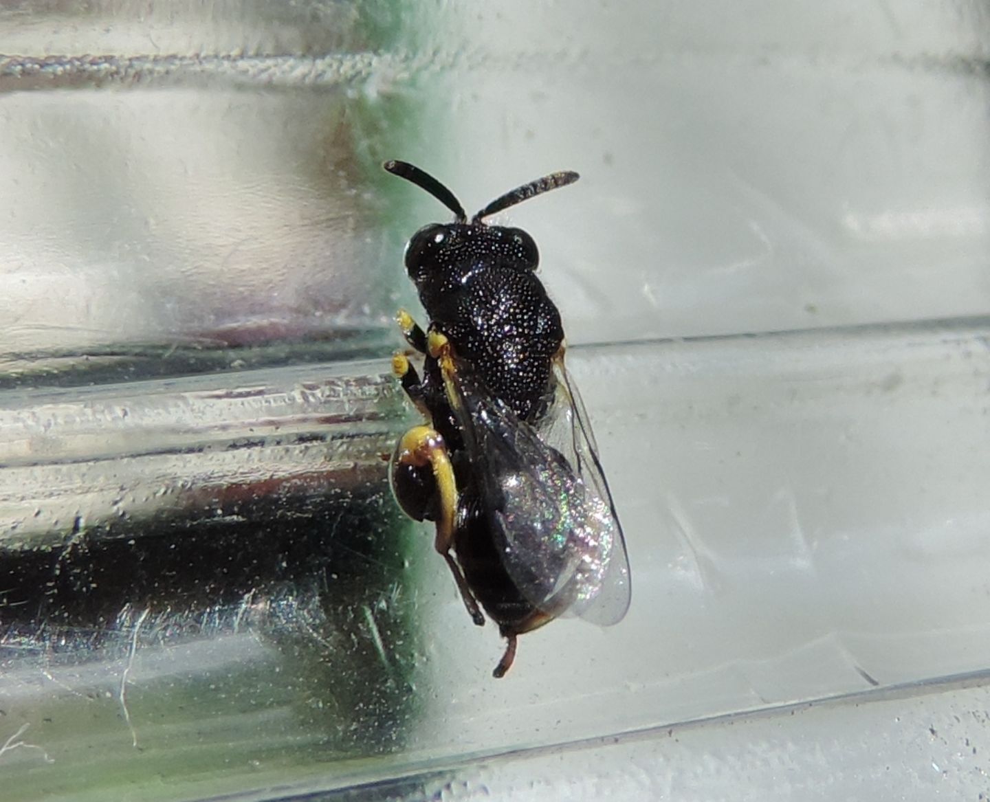 Chalcididae: Brachymeria sp.