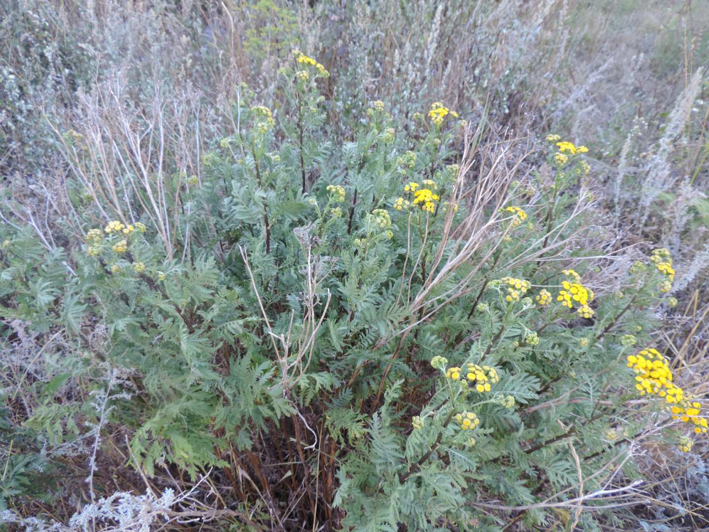 Tanacetum vulgare (Asteraceae)