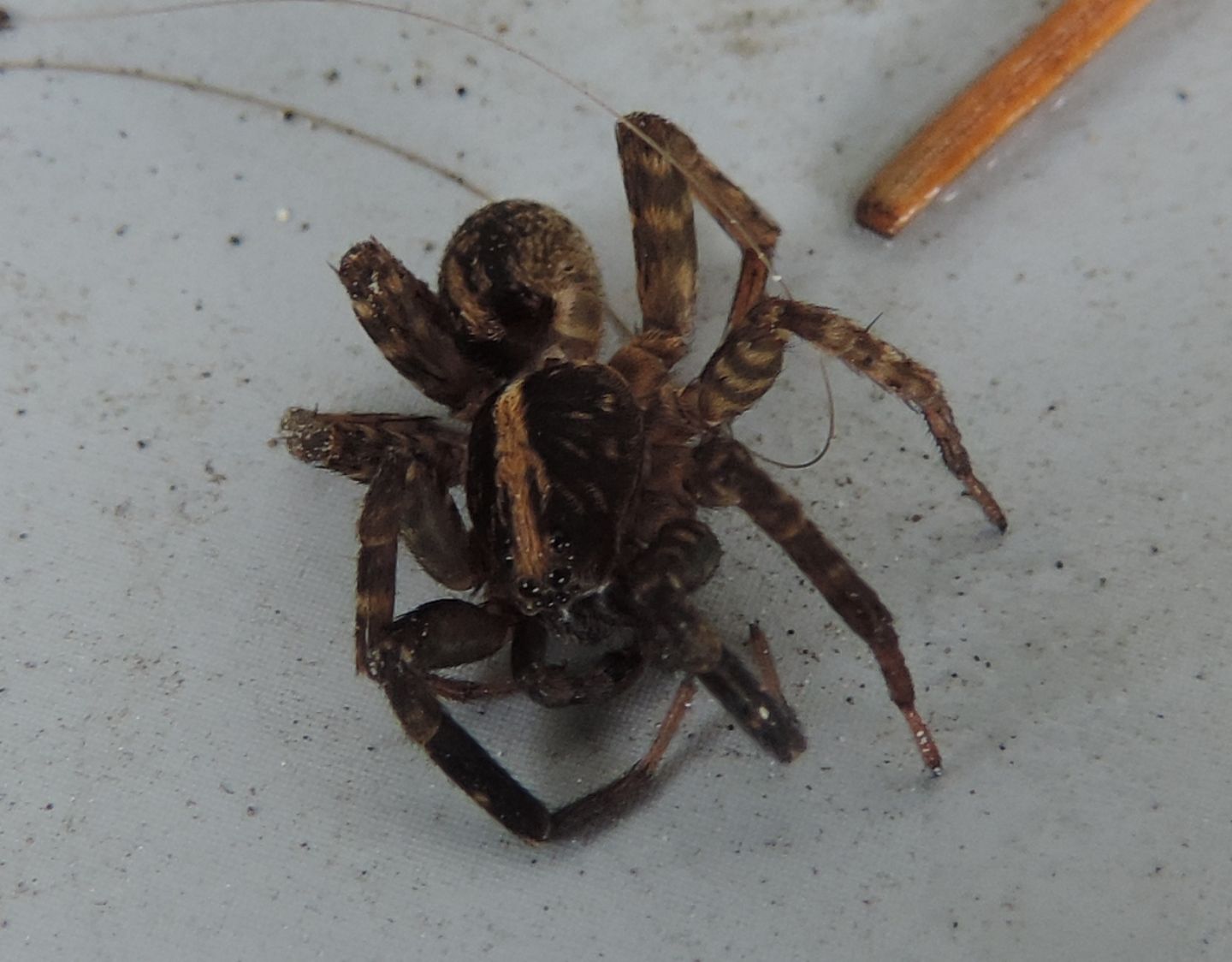 Lycosidae?  S, Trochosa sp. -  Salbertrand (TO)