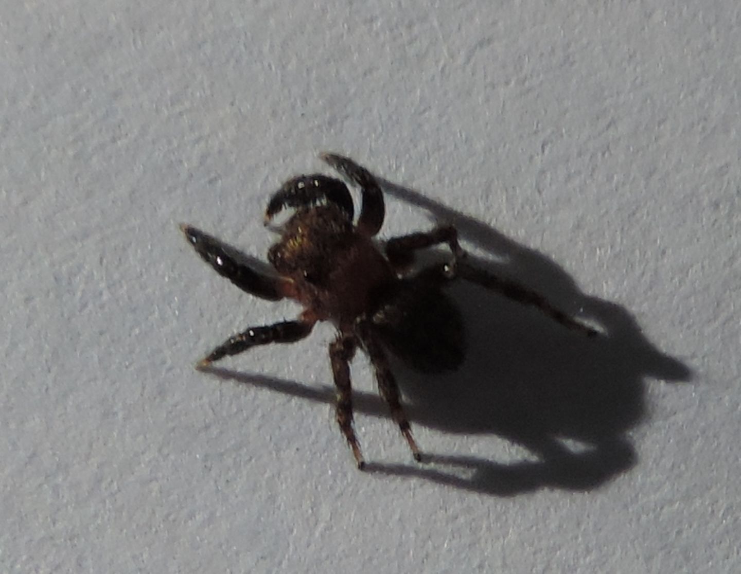 Euophrys sp. , maschio  - Salbertrand (TO)