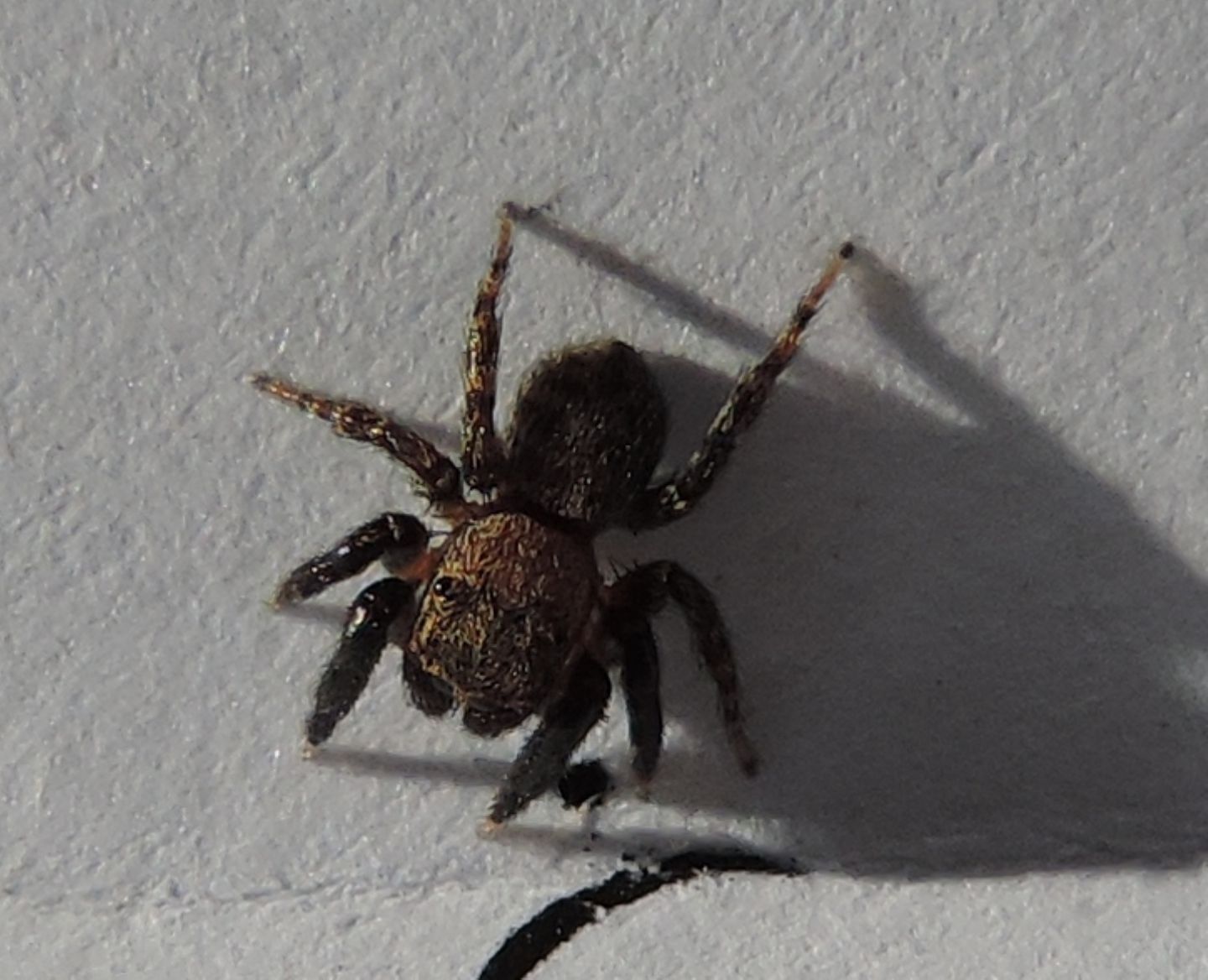 Euophrys sp. , maschio  - Salbertrand (TO)