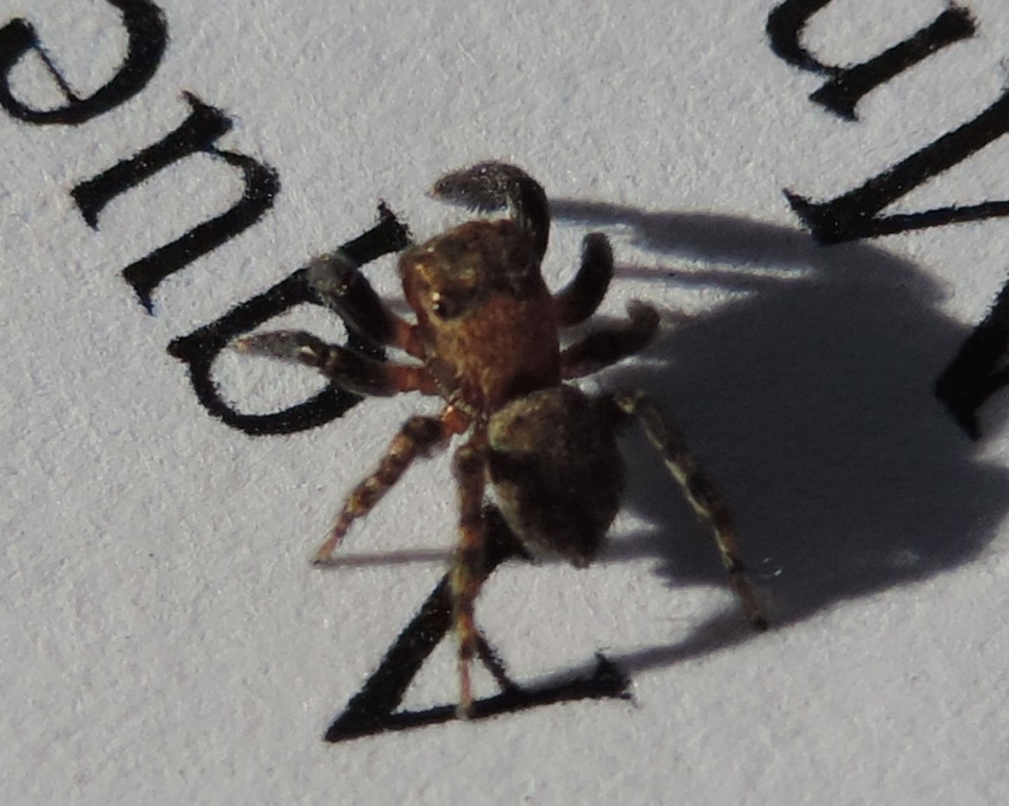 Euophrys sp. , maschio  - Salbertrand (TO)