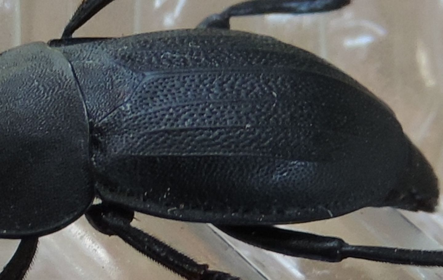 Silphidae: Silpha obscura (cfr.)