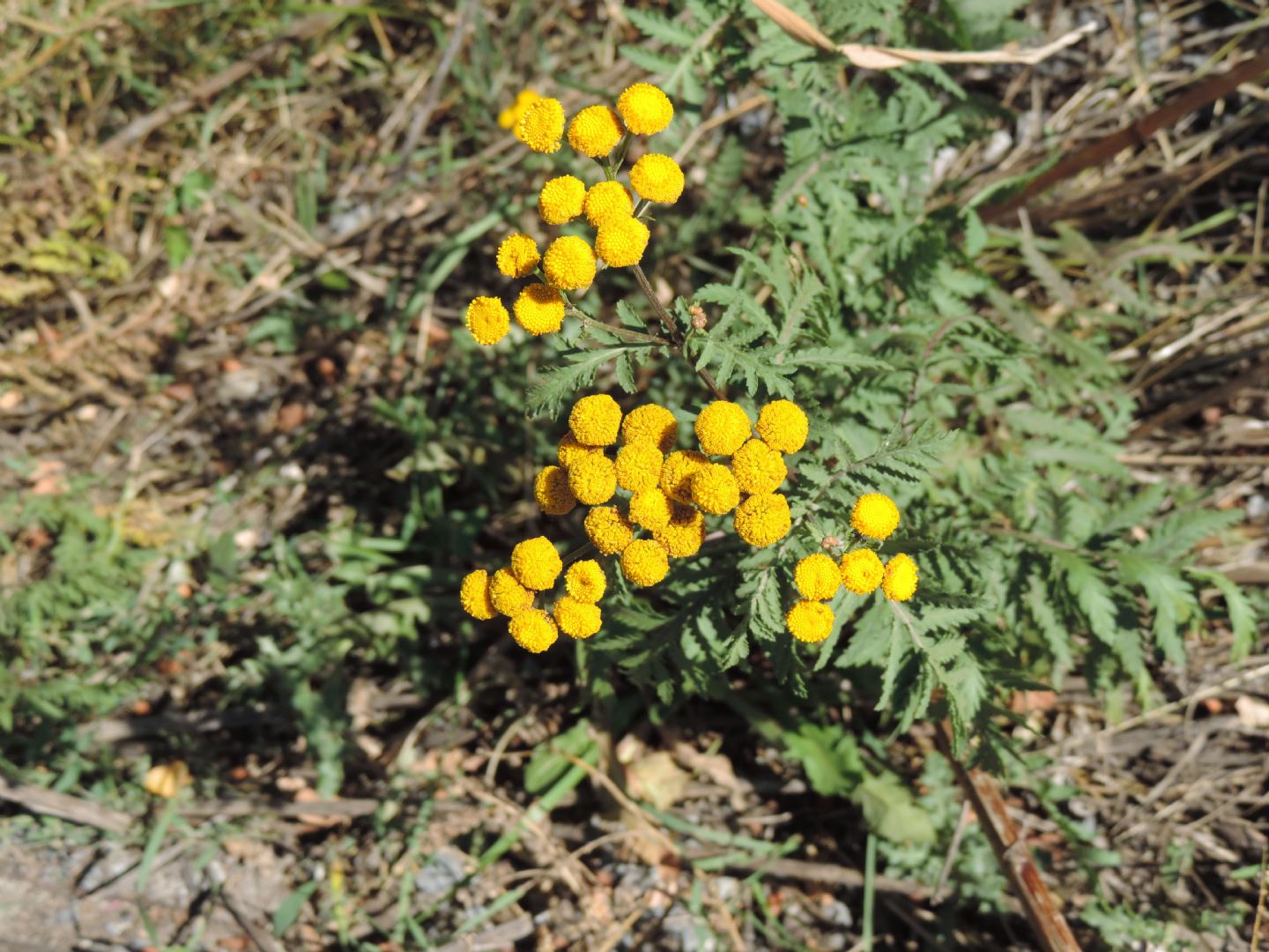 Tanacetum vulgare (Asteraceae)