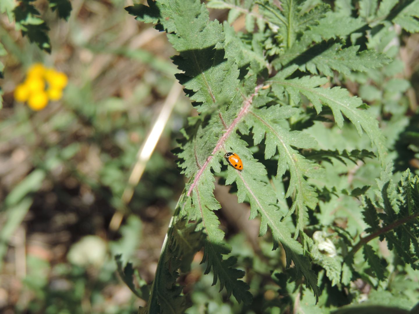 Tanacetum vulgare (Asteraceae)
