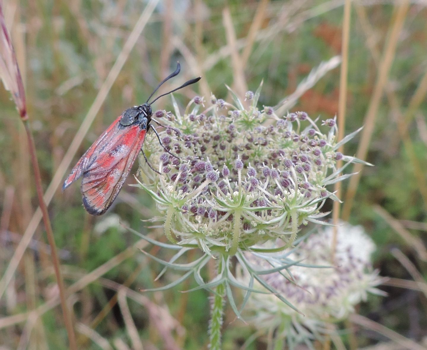 Zygaena cfr. hilaris f. bicolor