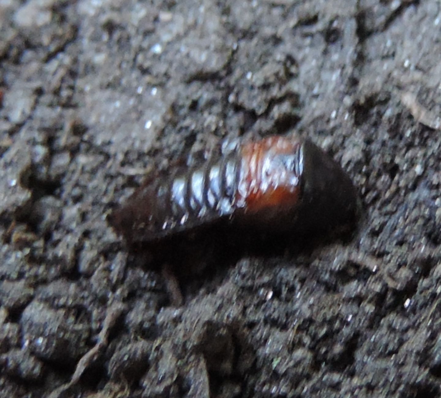 Pupa di coleottero?   S:  cfr. Staphylinidae (Platydracus sp.?)