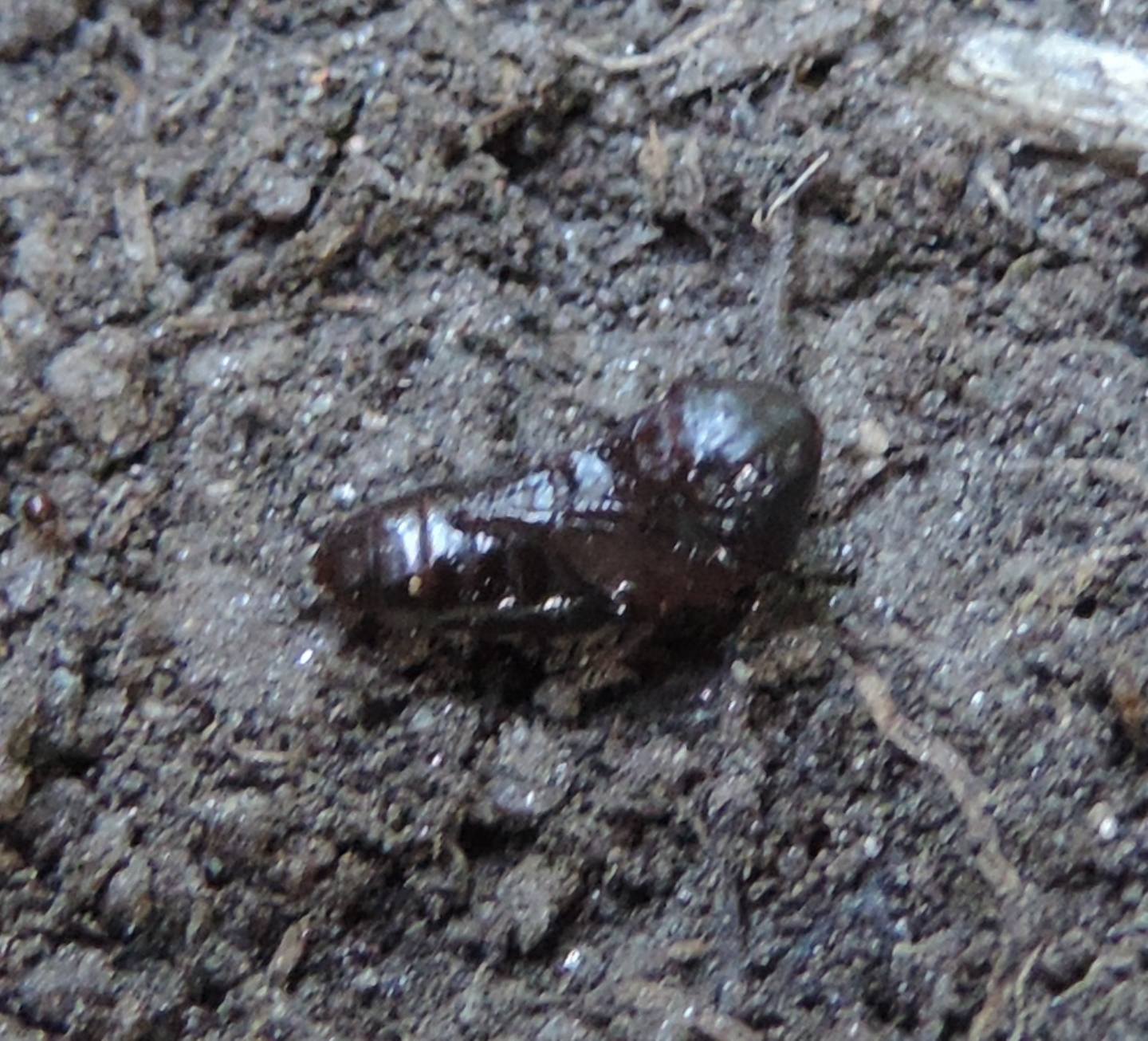 Pupa di coleottero?   S:  cfr. Staphylinidae (Platydracus sp.?)