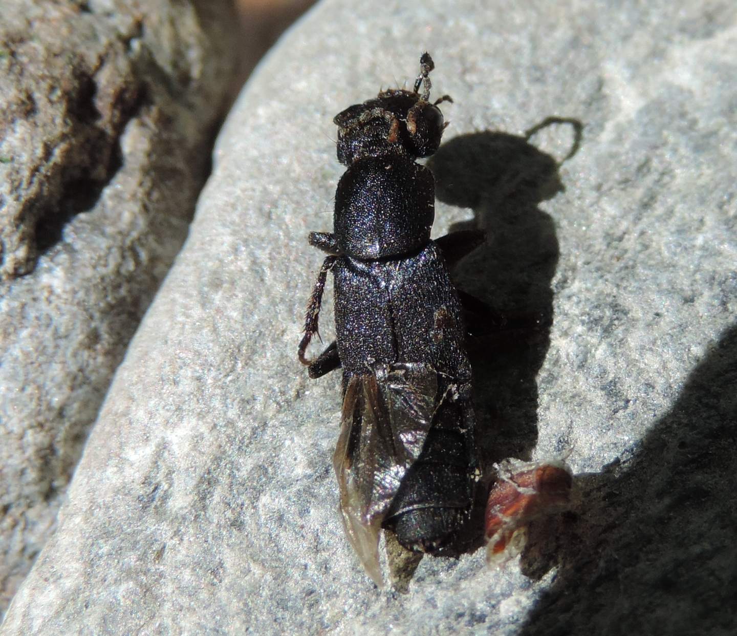 Staphylinidae da identificare