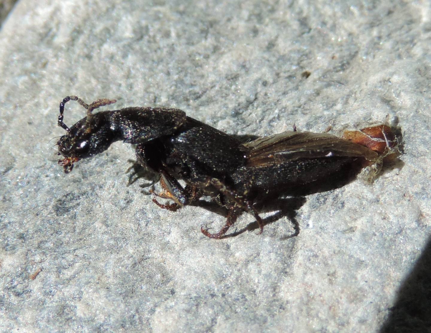 Staphylinidae da identificare