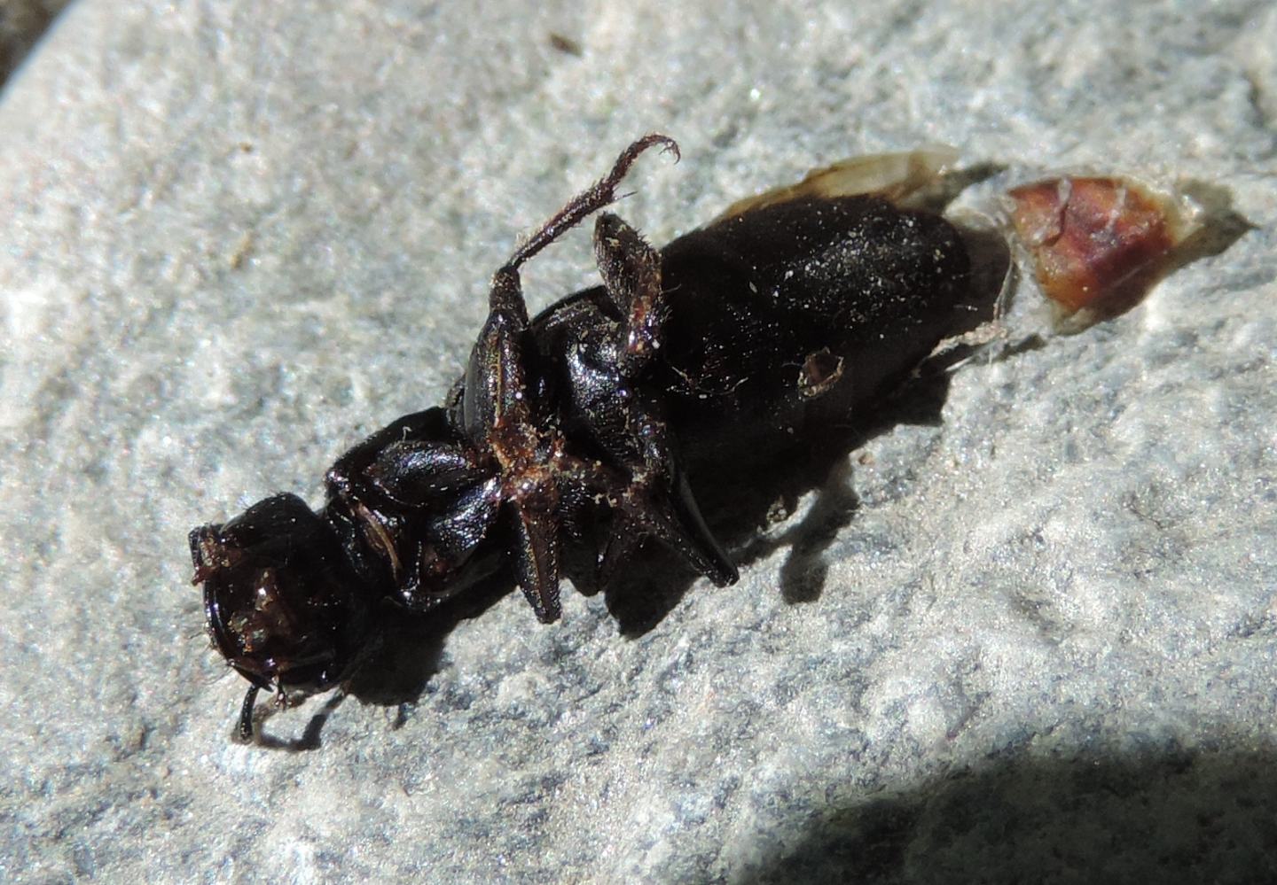 Staphylinidae da identificare