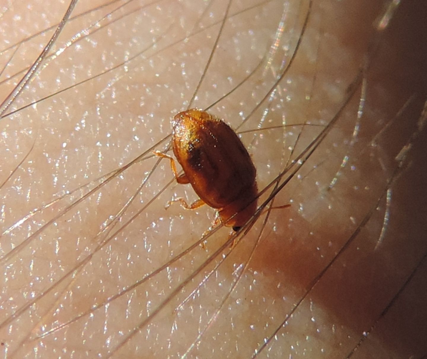 Coccinellidae: Rhyzobius?  S, Rhyzobius cfr. chrysomeloides