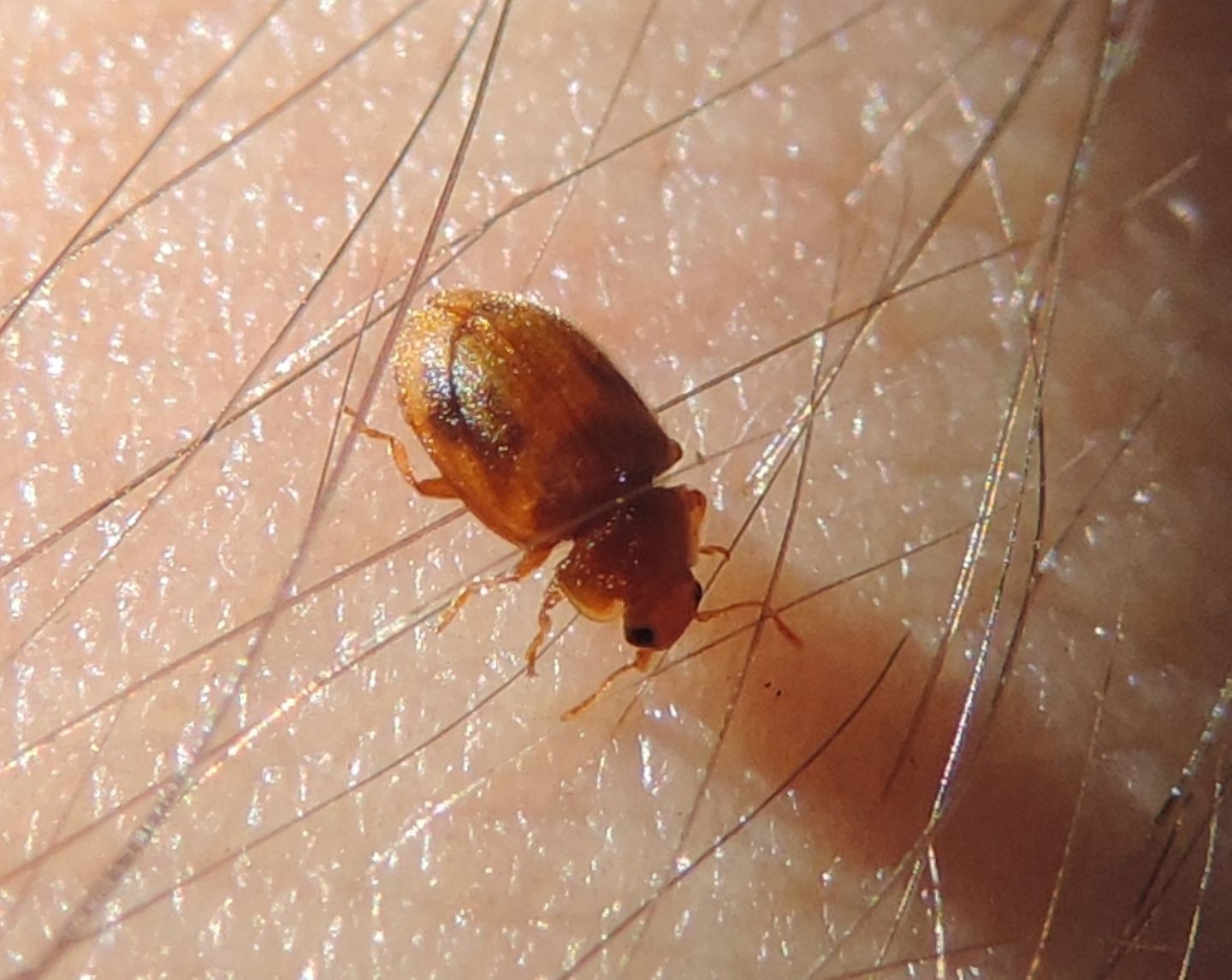 Coccinellidae: Rhyzobius?  S, Rhyzobius cfr. chrysomeloides