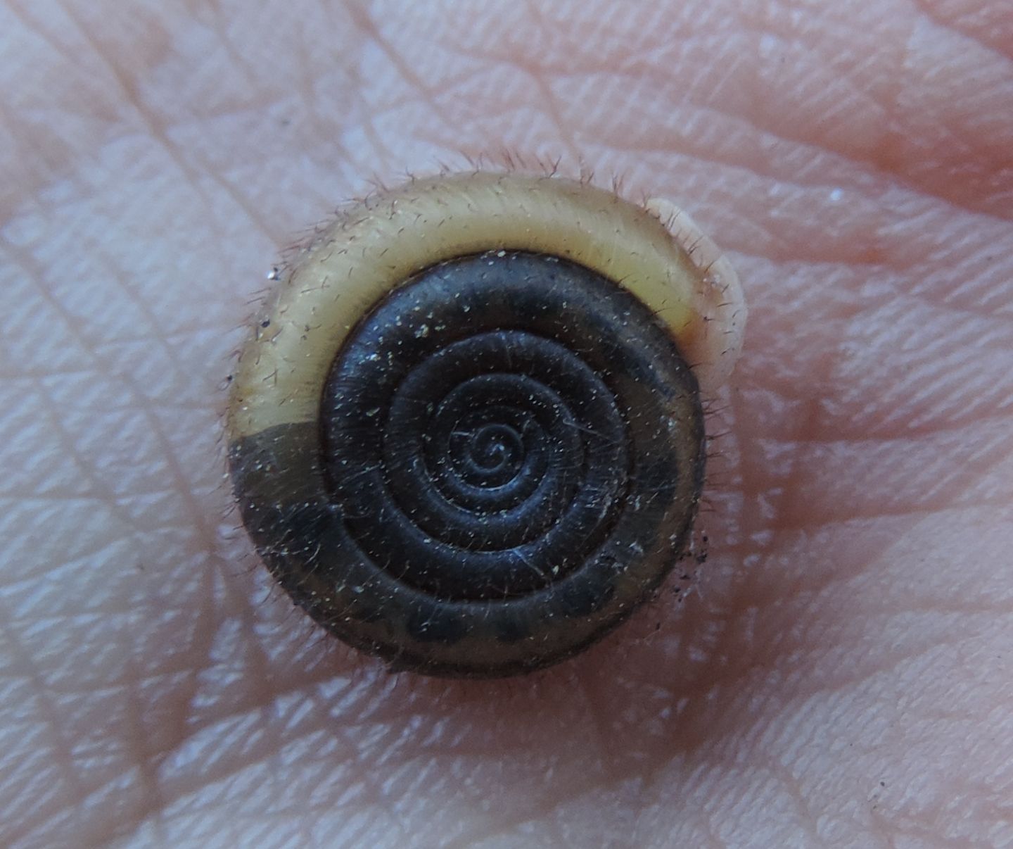 Chiocciola pelosa, Helicodonta obvoluta?