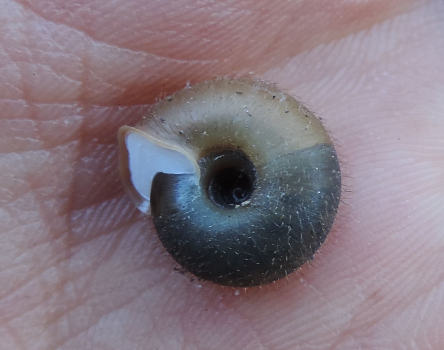 Chiocciola pelosa, Helicodonta obvoluta?