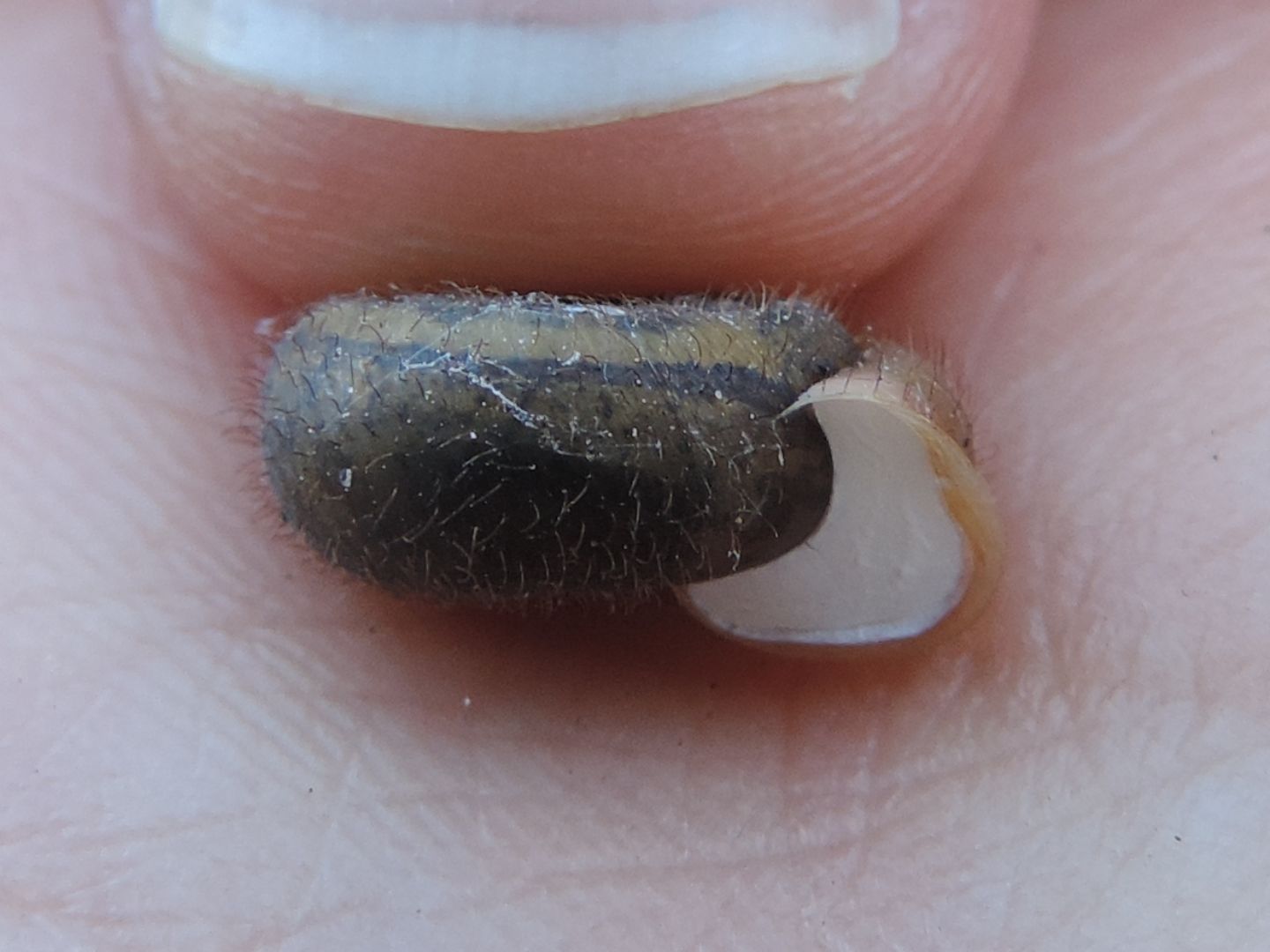 Chiocciola pelosa, Helicodonta obvoluta?