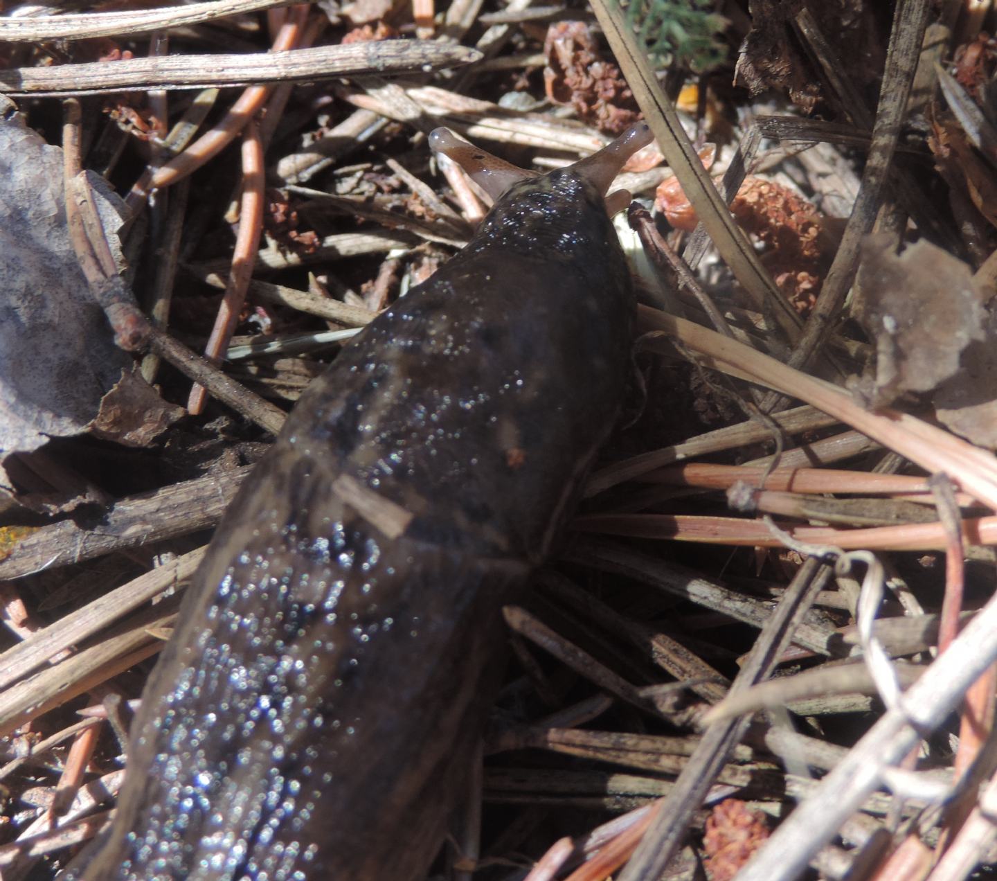 Limax alpinus (?)