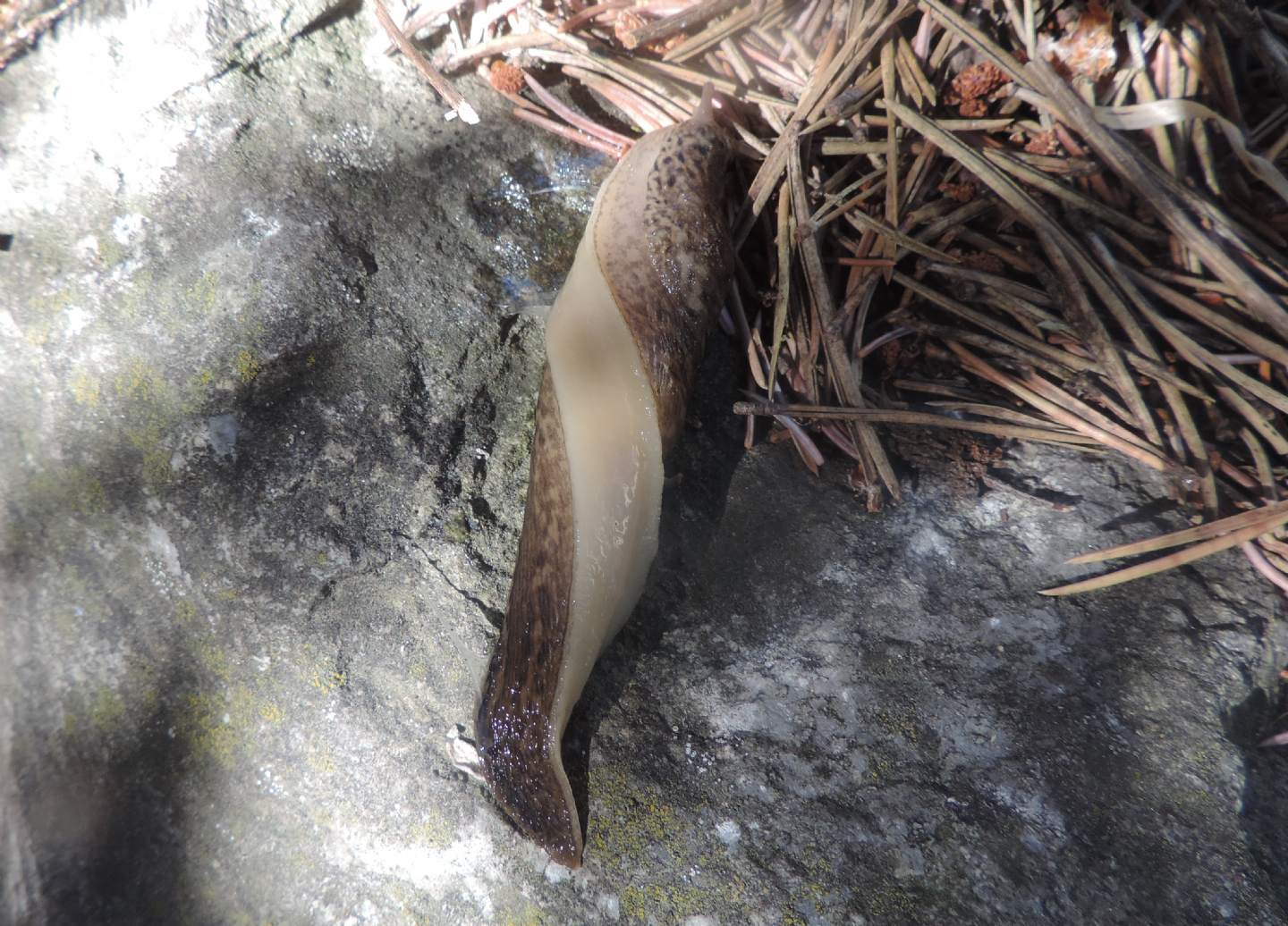 Limax alpinus (?)