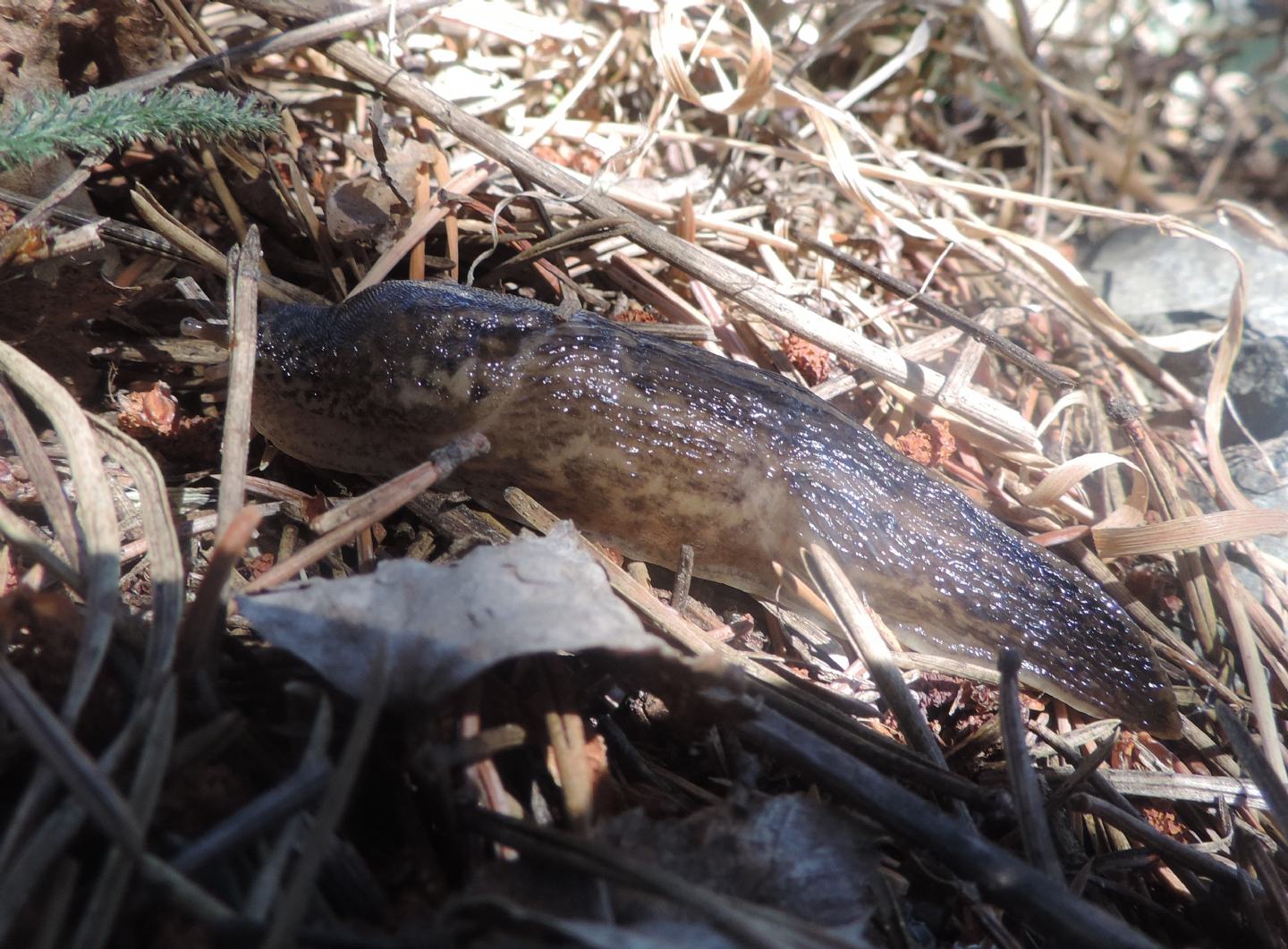 Limax alpinus (?)