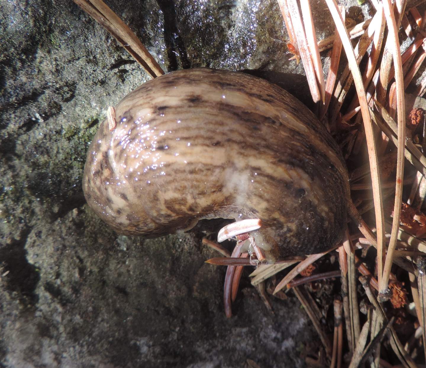 Limax alpinus (?)