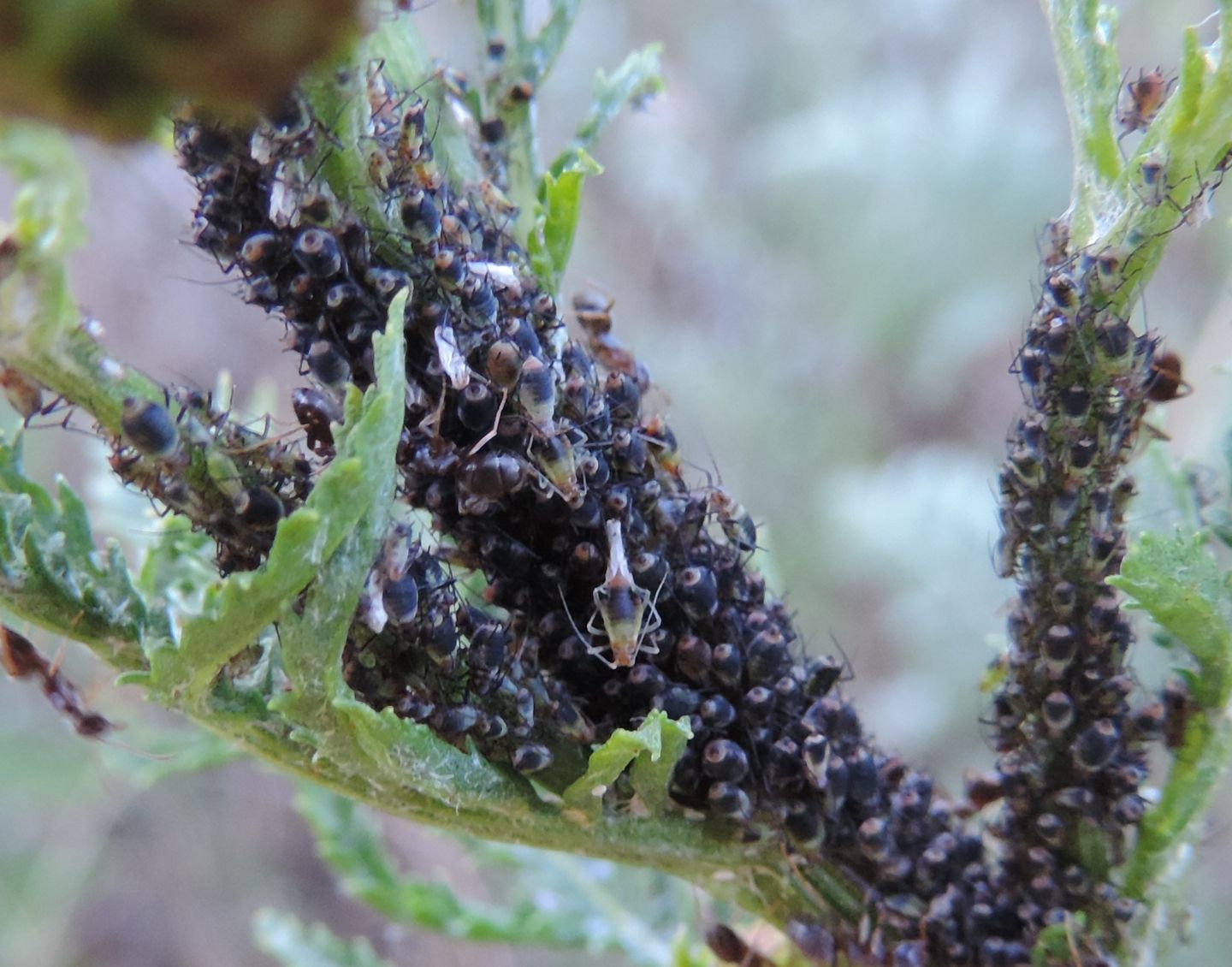 Afidi su Tanacetum:  Metopeurum fuscoviride (Aphididae)