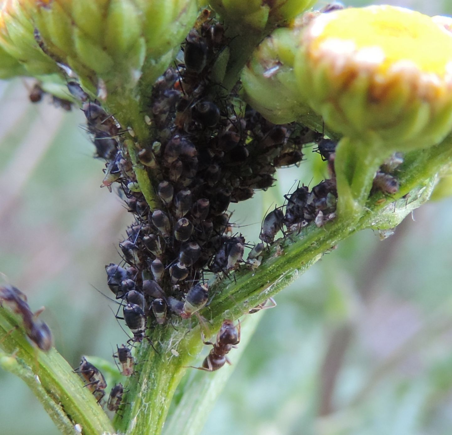 Afidi su Tanacetum:  Metopeurum fuscoviride (Aphididae)