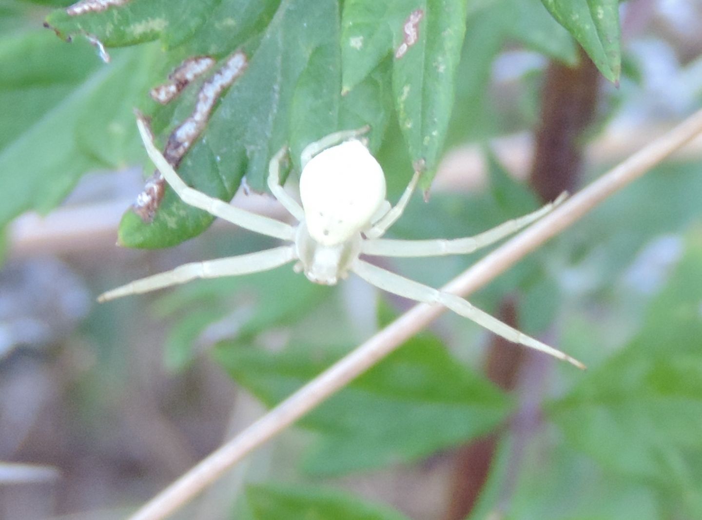 Misumena vatia - Salbertrand (TO)