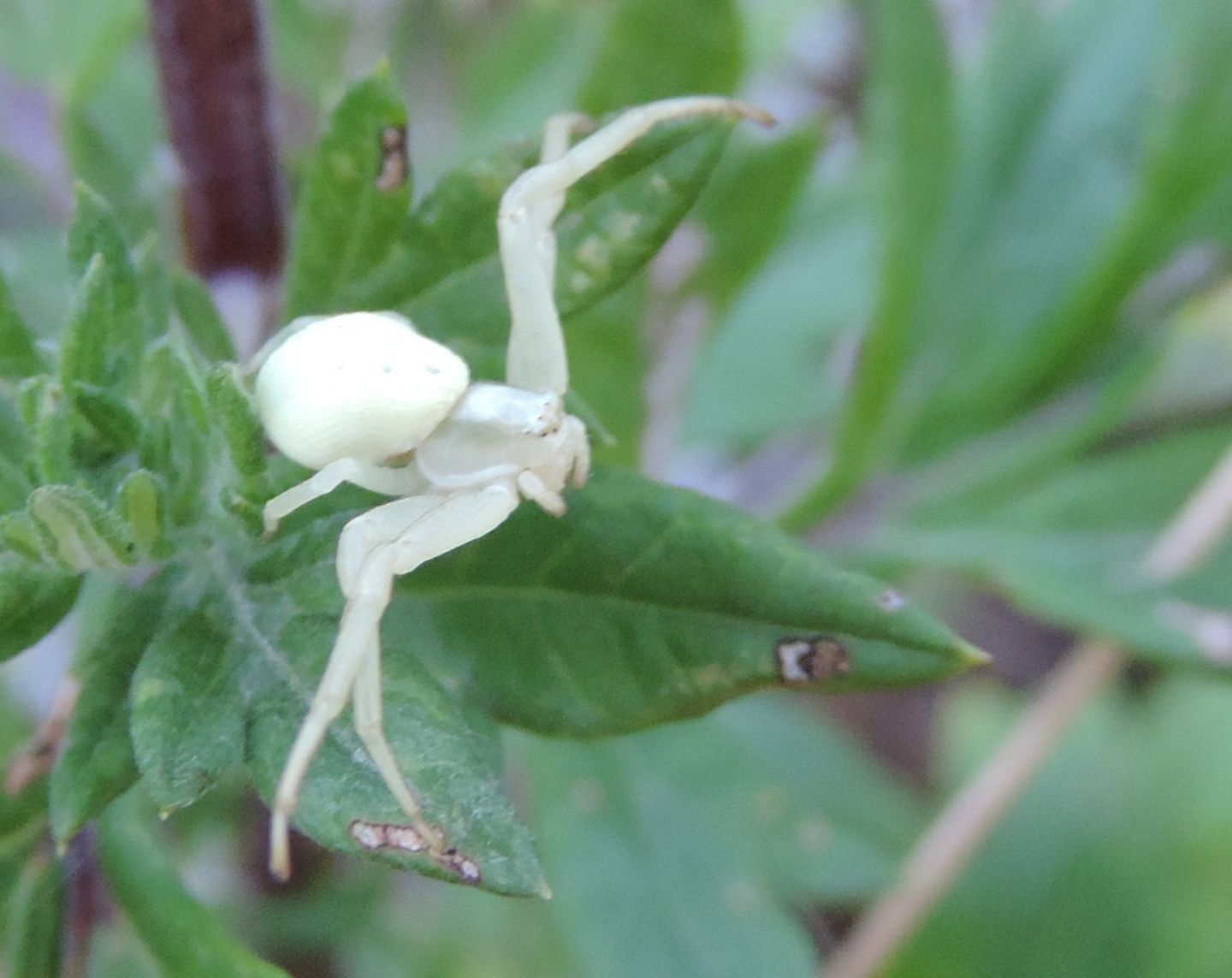 Misumena vatia - Salbertrand (TO)