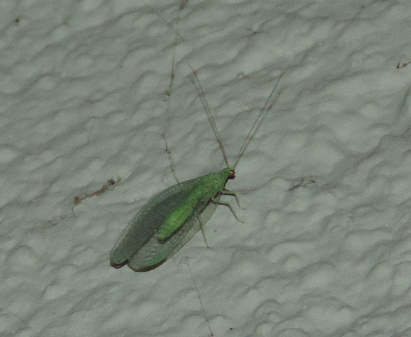 Chrysopidae: Pseudomallada sp. (gr. prasinus)