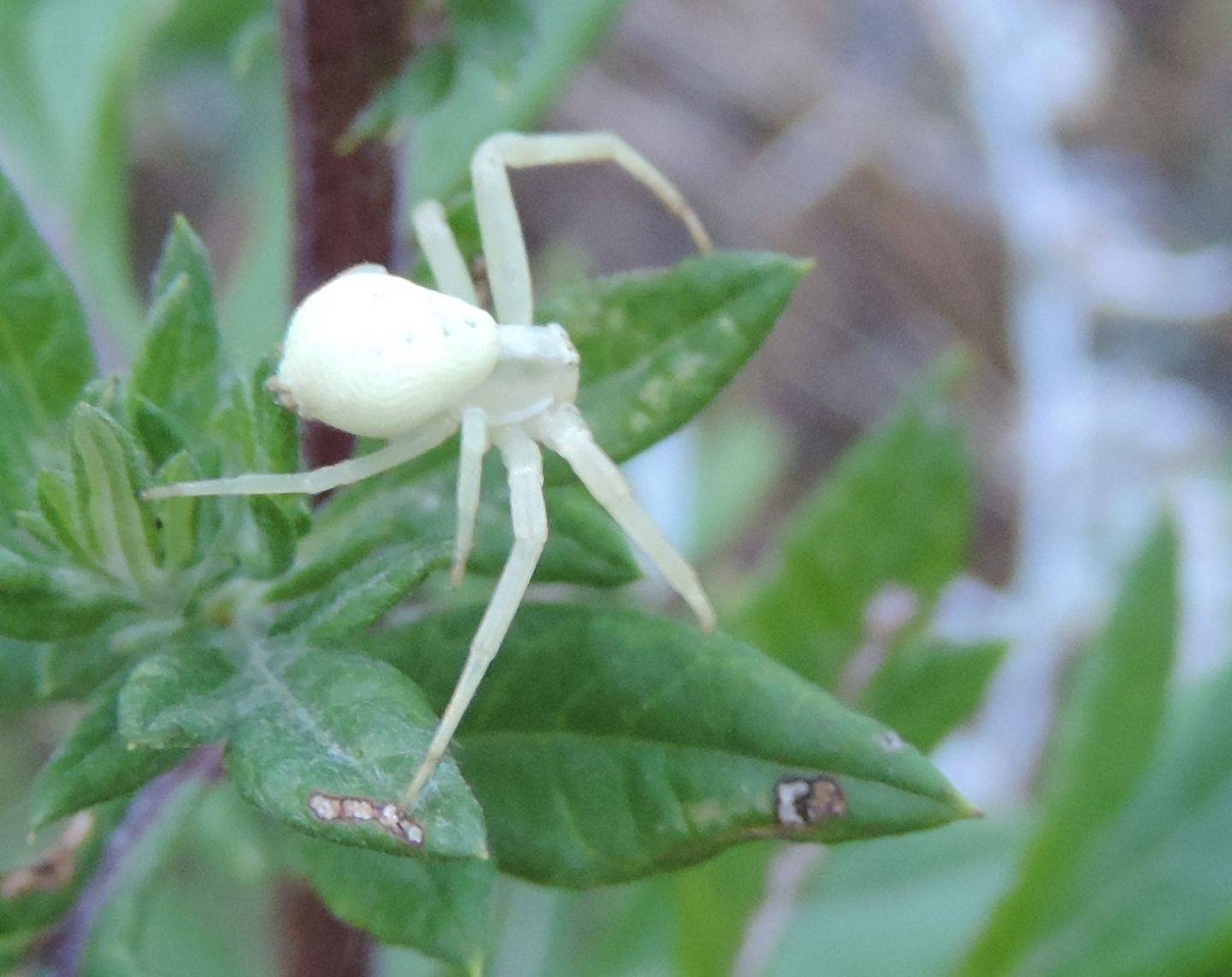 Misumena vatia - Salbertrand (TO)