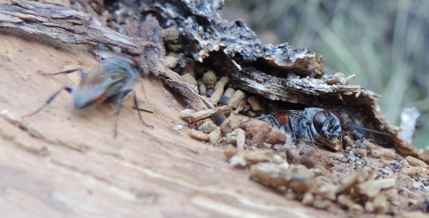 Crabronidae: Astata boops?.... Astata sp., maschi