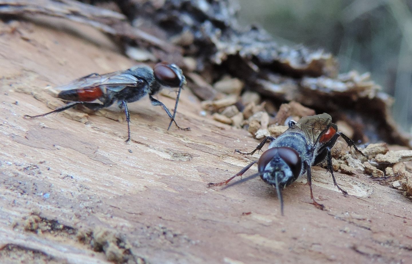 Crabronidae: Astata boops?.... Astata sp., maschi