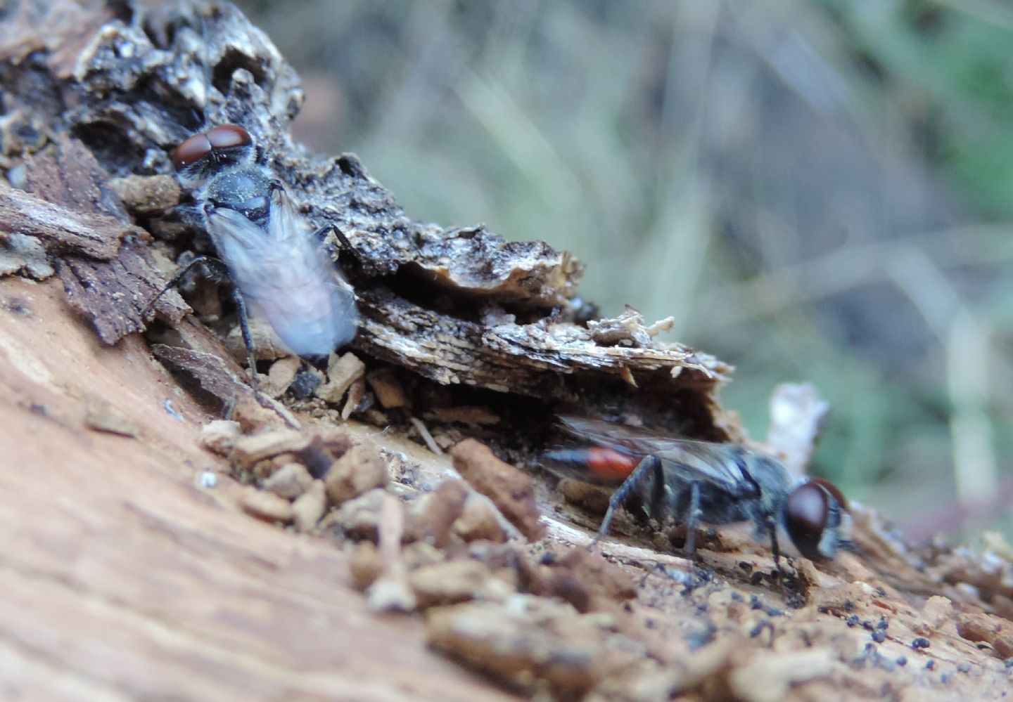 Crabronidae: Astata boops?.... Astata sp., maschi