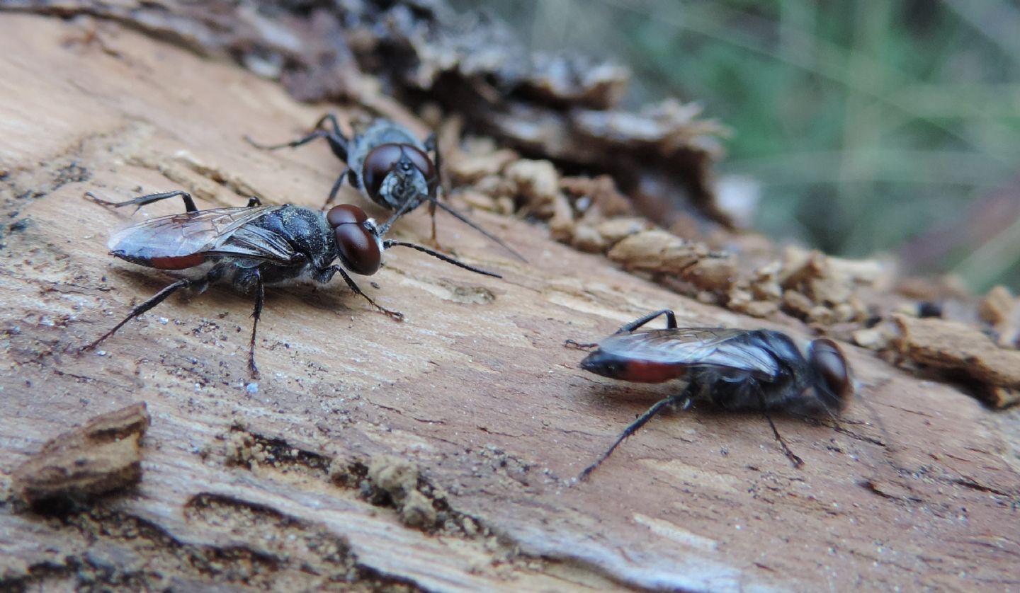 Crabronidae: Astata boops?.... Astata sp., maschi