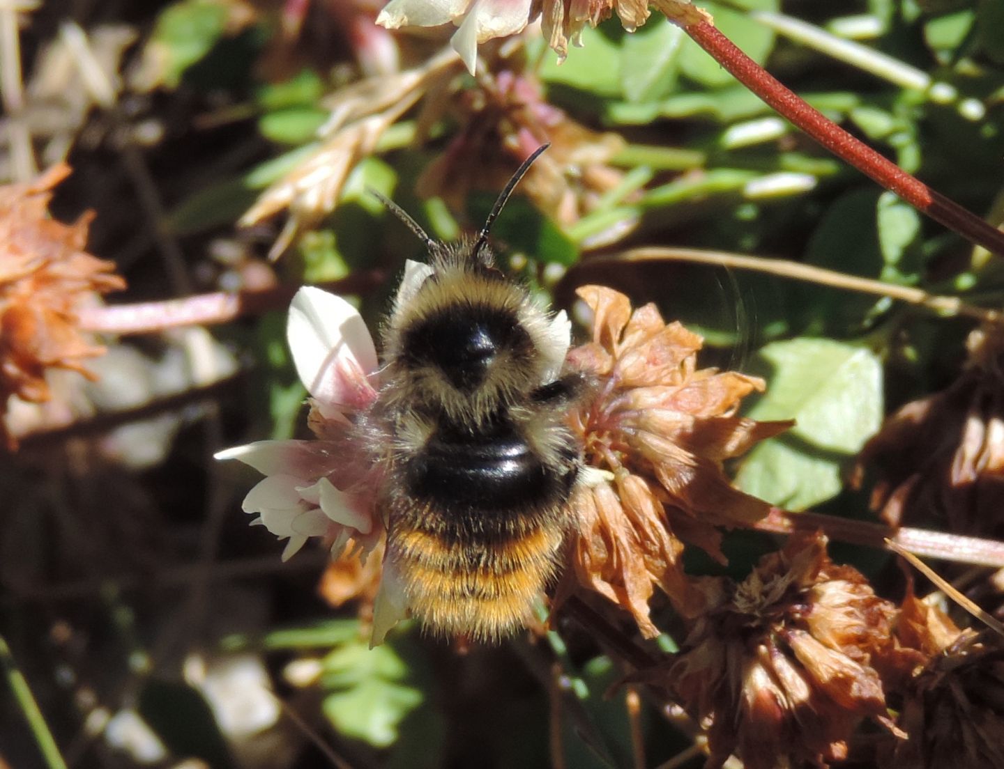 Bombus (Psithyrus) campestris, maschio (cfr.)