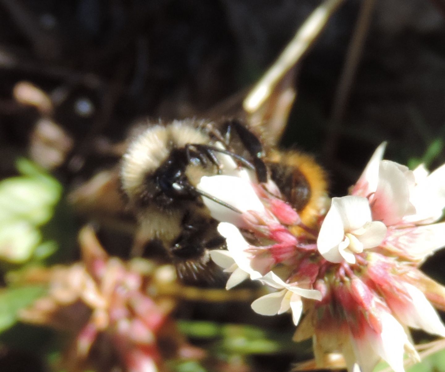 Bombus (Psithyrus) campestris, maschio (cfr.)