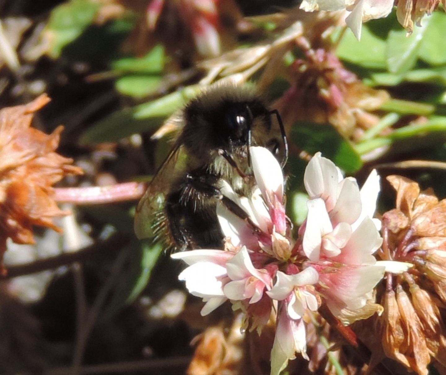 Bombus (Psithyrus) campestris, maschio (cfr.)