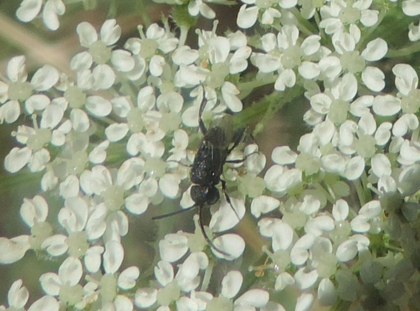 Brachygaster minuta?