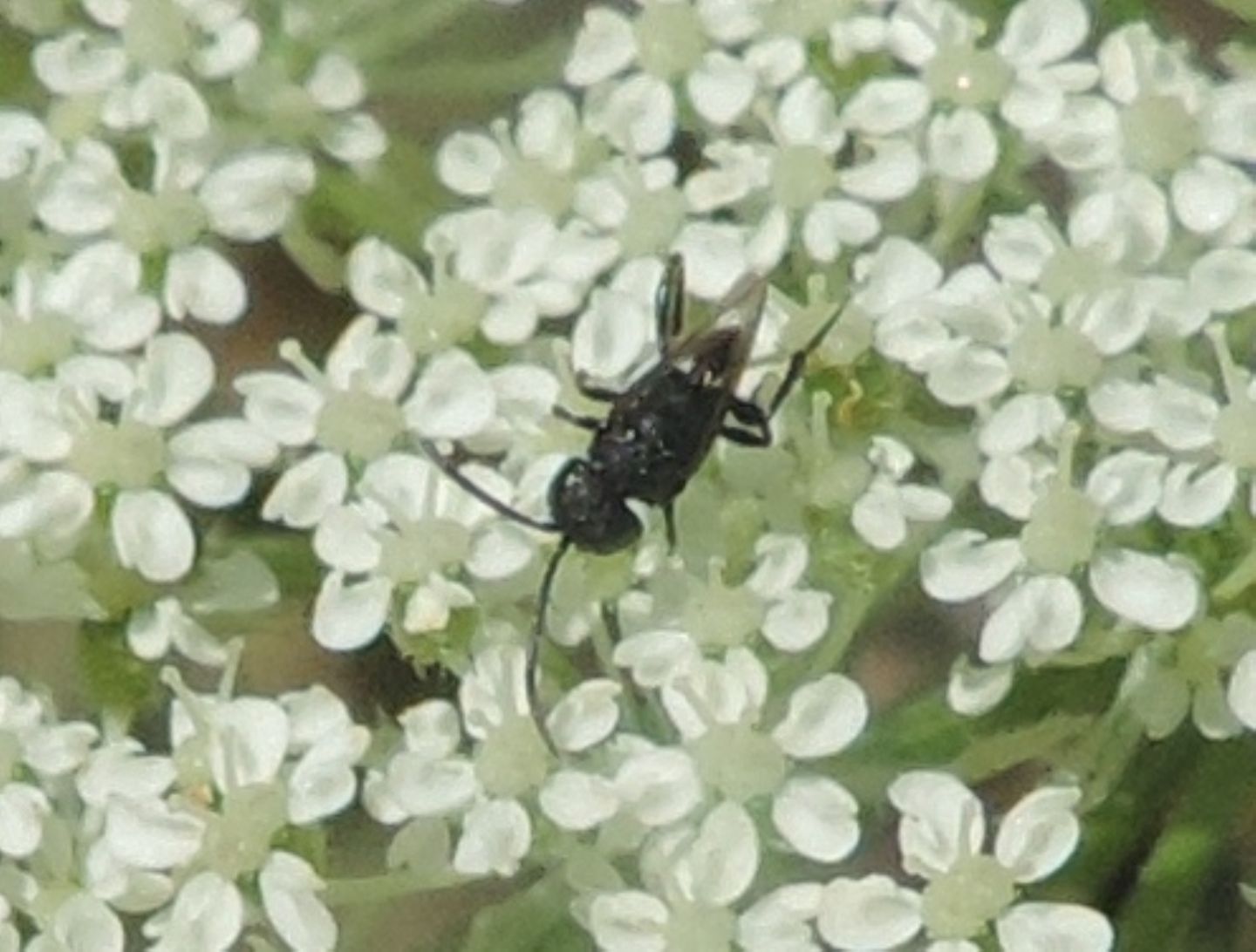 Brachygaster minuta?