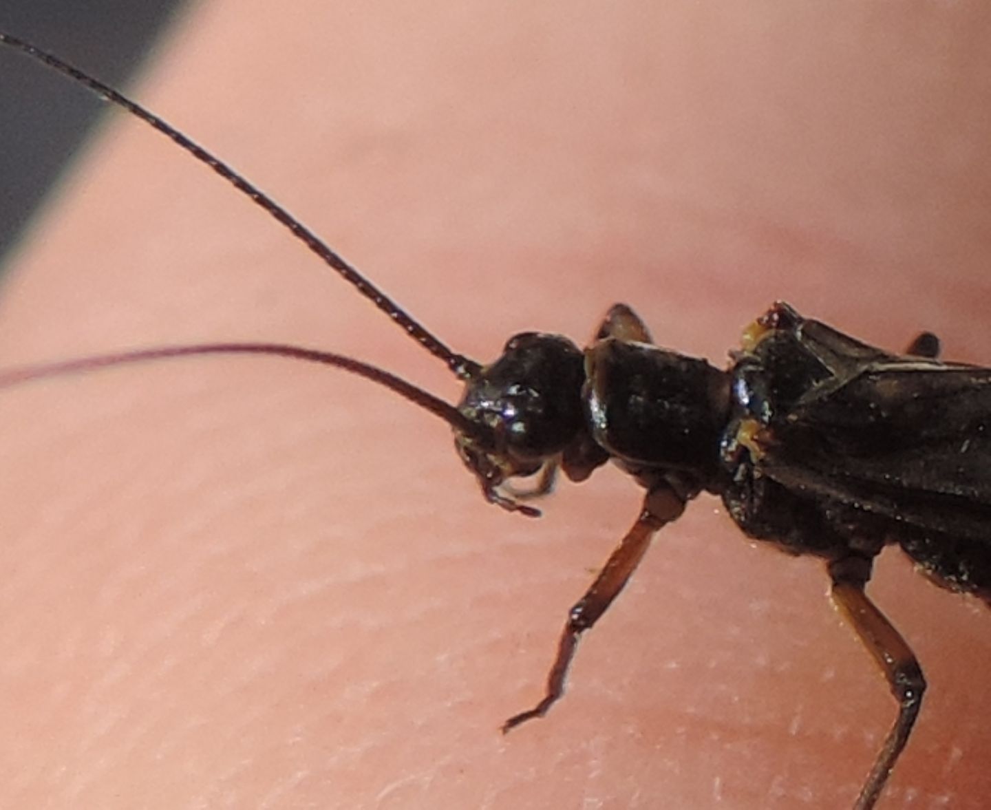 Amphinemura?  No,  Nemoura sp., maschio (Nemouride)