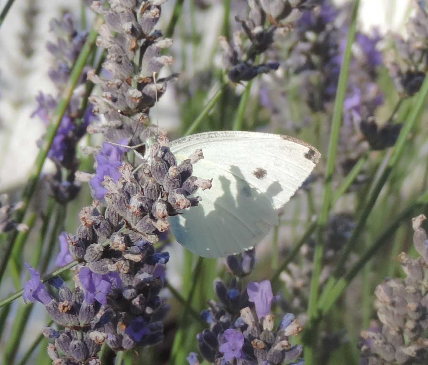 Pieris da identificare:   Pieris rapae