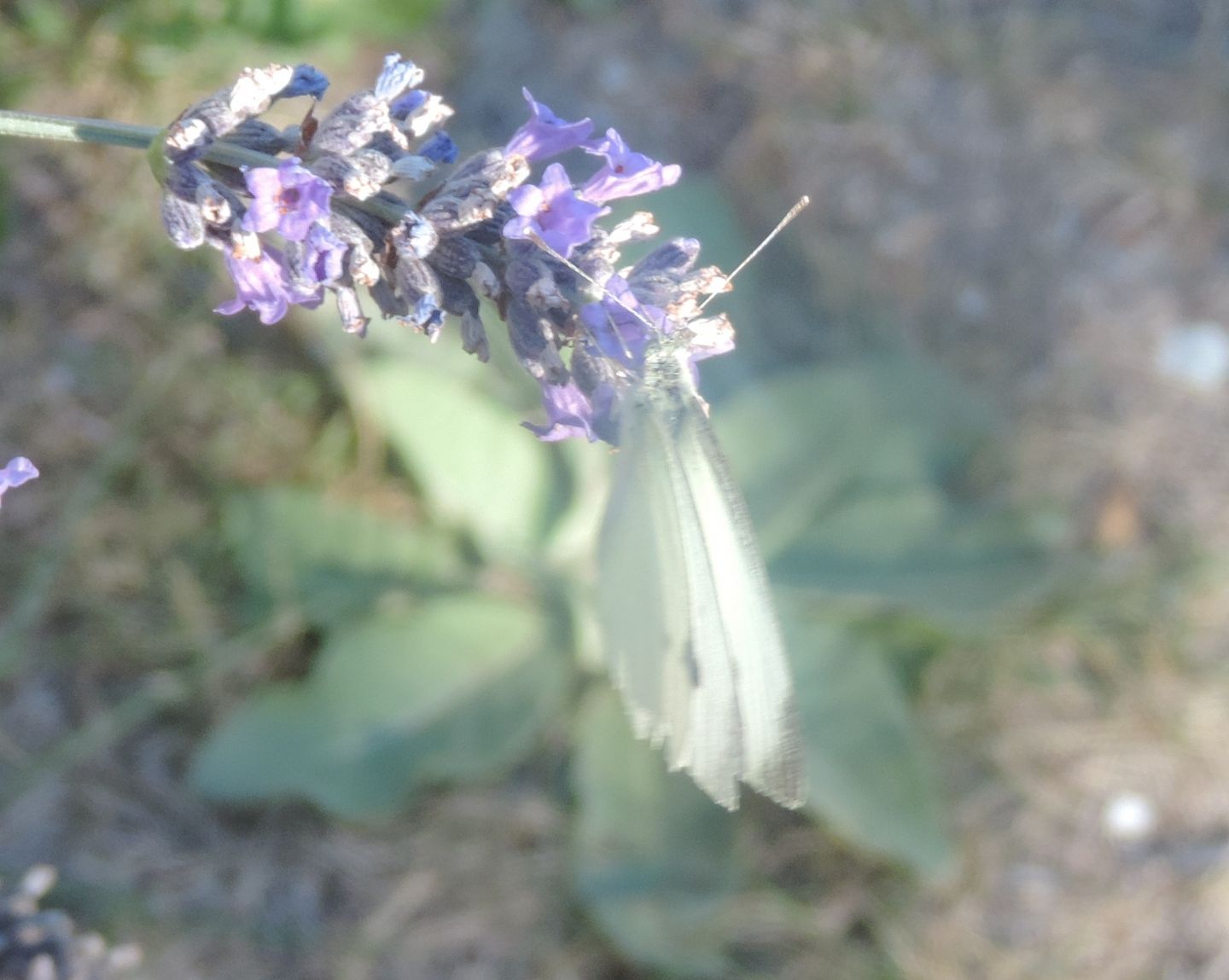 Pieris da identificare:   Pieris rapae